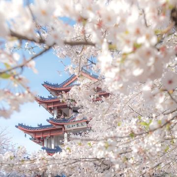 上海+南京+无锡+苏州+乌镇+西塘古镇+杭州+扬州7日6晚跟团游