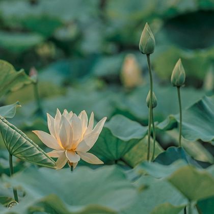 昆明+普者黑风景区+抚仙湖5日4晚私家团