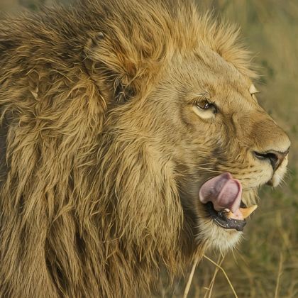 肯尼亚+坦桑尼亚13日10晚私家团