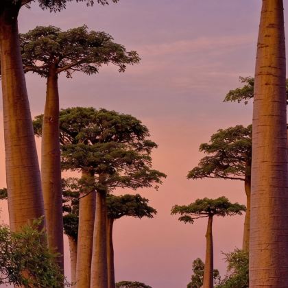 马达加斯加+留尼汪（法属）+毛里求斯+塞舌尔15日13晚私家团