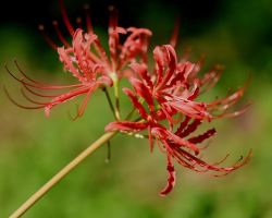 Golden spider lilies brighten early fall at Tiger Hill