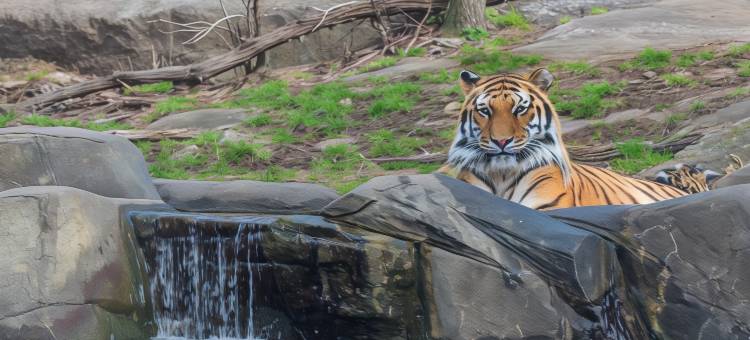 纽约拉瓜迪亚机场/芙拉世迎万枫酒店(Fairfield Inn New York LaGuardia Airport/Flushing)图片