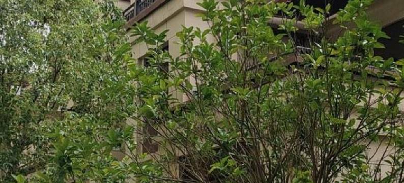 溪花墅度假别墅(罗汉溪桥分店)图片