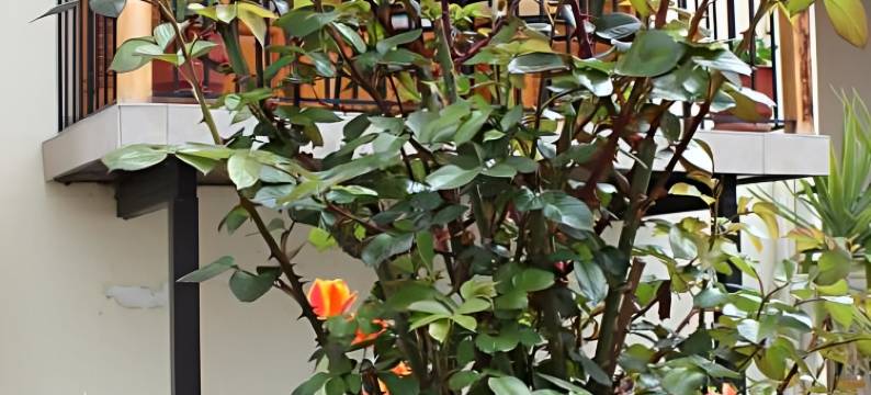 多穆斯旅馆(Domus Inn)图片