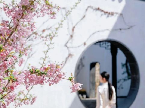 江蘇春日必去！賞絕美花窗春色，漫遊拙政園、留園感受一步一景