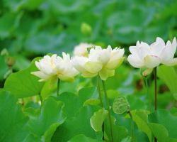 Cool off in Mudu Ancient Town & Luzhi Ancient Town