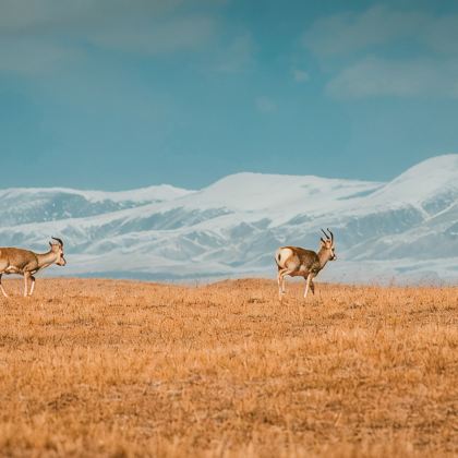 西藏阿里+拉萨+日喀则11日10晚拼小团