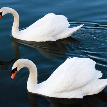 塞尔维亚6日5晚私家团