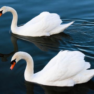 塞尔维亚6日5晚私家团