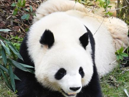 Panda base, "Panda" brand extra-thick natural fleece blankets are here