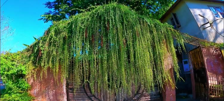 SDD竹村度假村(Sdd Bamboo Village Resort)图片