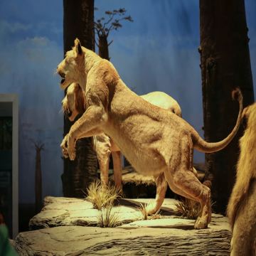 博物馆讲解·上海半日亲子营【上海自然博物馆】互动式讲解+探索起源之谜，漫步生命长河+不含餐+自行前往博物馆集合