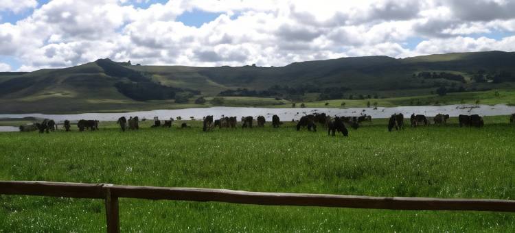 埃尔金旅馆(Elgin Guest House)图片