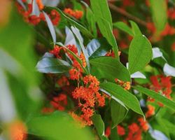 Free parks to see Chengdu osmanthus in full bloom
