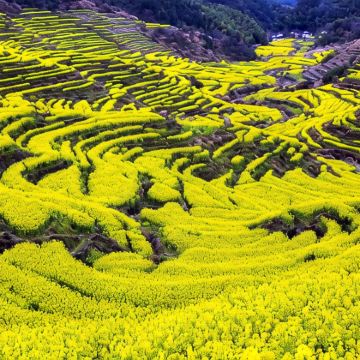 江西九江+庐山风景名胜区+婺源+三清山风景区+望仙谷+景德镇5日4晚跟团游