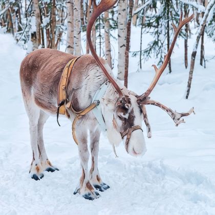 哈尔滨+漠河5日4晚拼小团