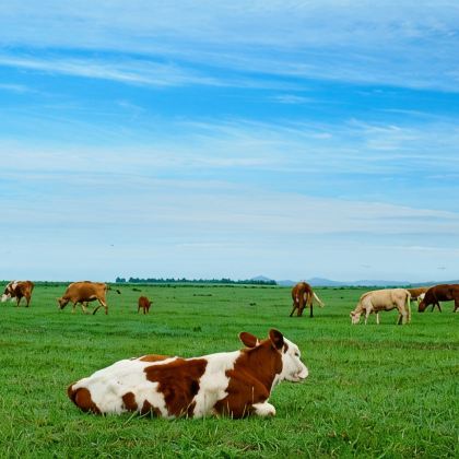 内蒙古呼和浩特+希拉穆仁草原+响沙湾3日2晚私家团