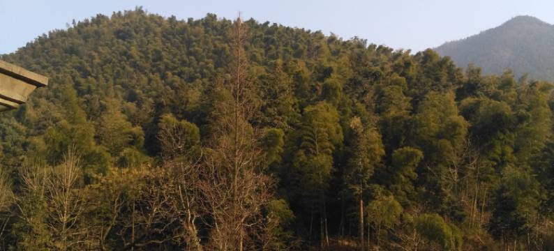 九江紫藤萝青年旅社图片
