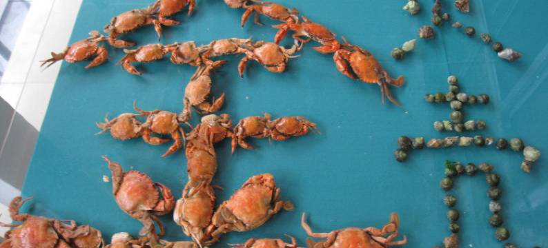 日照金贝壳渔家图片