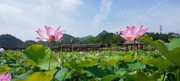 丽水畲湘情怀农家乐图片