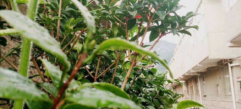 青岛河东小栈图片