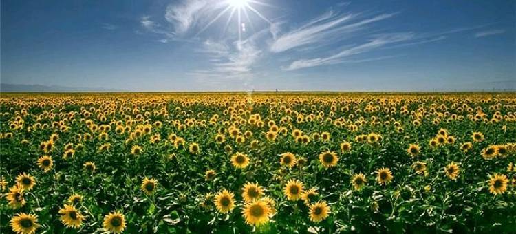 雅朵智慧酒店(五原政府店)图片