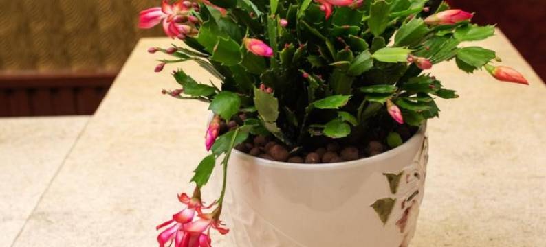 雅安唯雅酒店(廊桥店)图片