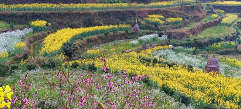 婺源江岭风光客栈图片