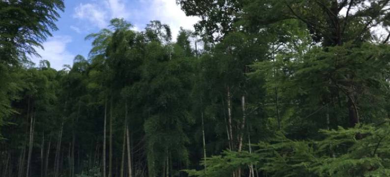 安吉静爽农家乐图片