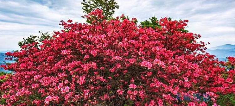 宁国汤公山度假村图片