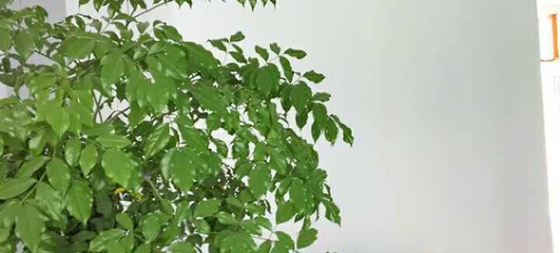 潜山香果树宾馆图片