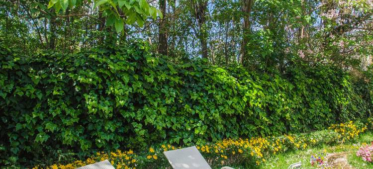 花筑·九品堂 | Century Tree 百年古树·森系院墅(束河古镇店)图片