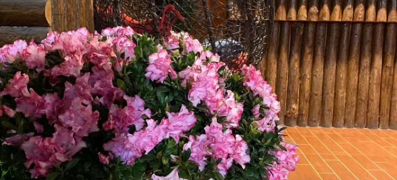 西双版纳夜来香客栈(告庄西双景星光夜市店)图片