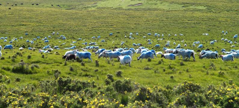 山丹军马场槐溪小镇图片