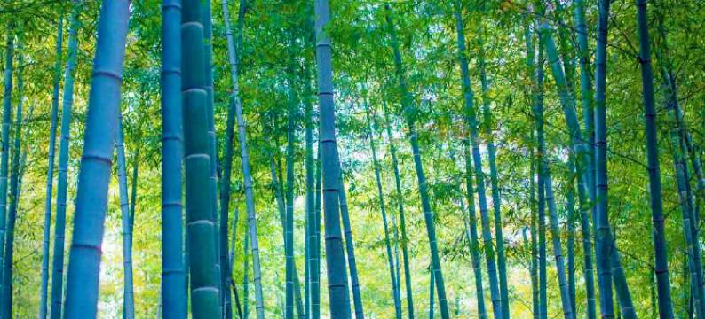 宜兴竹海心宿民宿图片