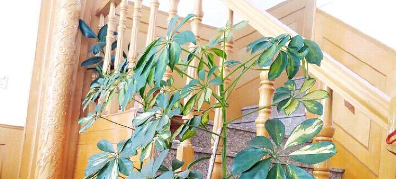 青岛河东小栈图片