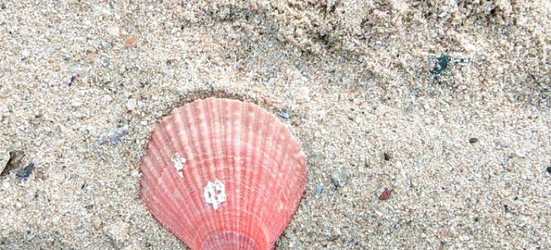 日照鑫隆渔家图片