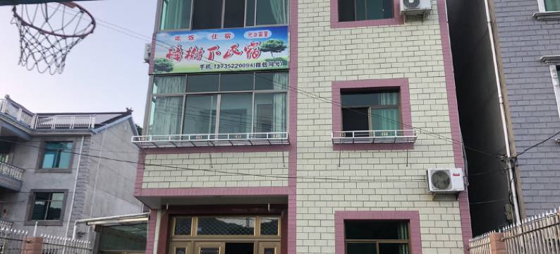 绍兴樟树下民宿图片