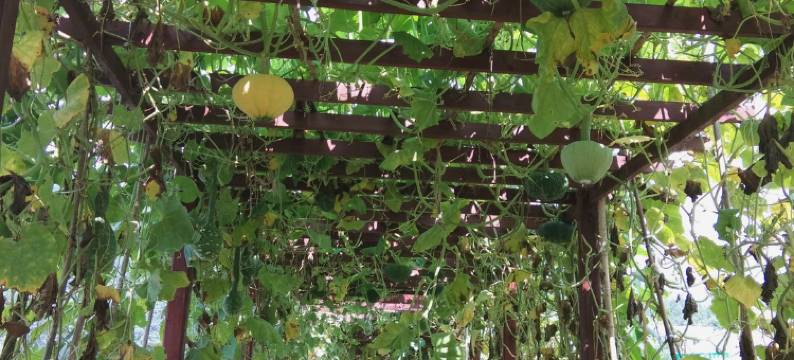 乡村人家(阿依河店)图片