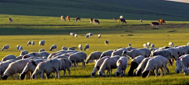 霍林郭勒锦星商务宾馆图片