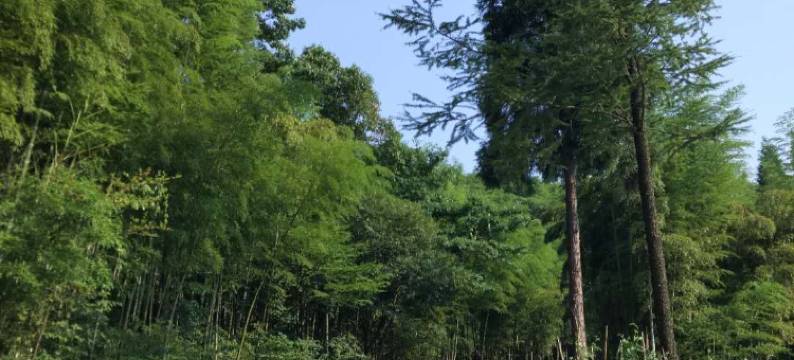 安吉静爽农家乐图片