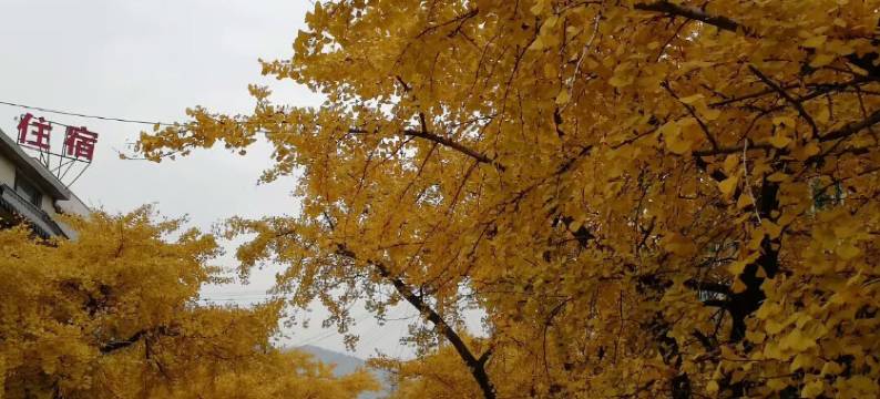 苏州银杏客栈图片