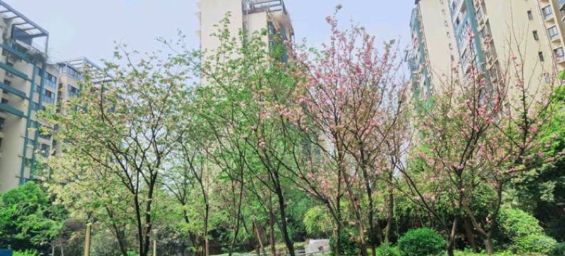 成都紫馨公寓图片