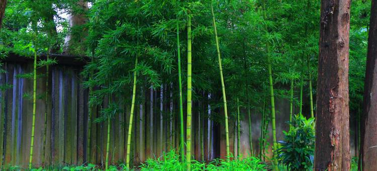 杭州吉驿森林酒店(省肿瘤医院店)图片