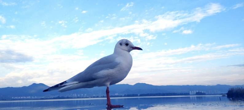 昆明滇池梦之旅客栈图片
