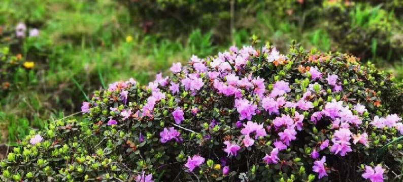 西安市南山馨苑农家乐图片