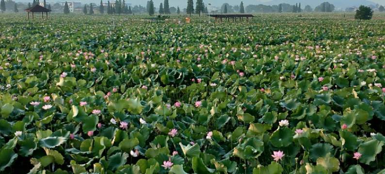 莲花名剪宾馆图片