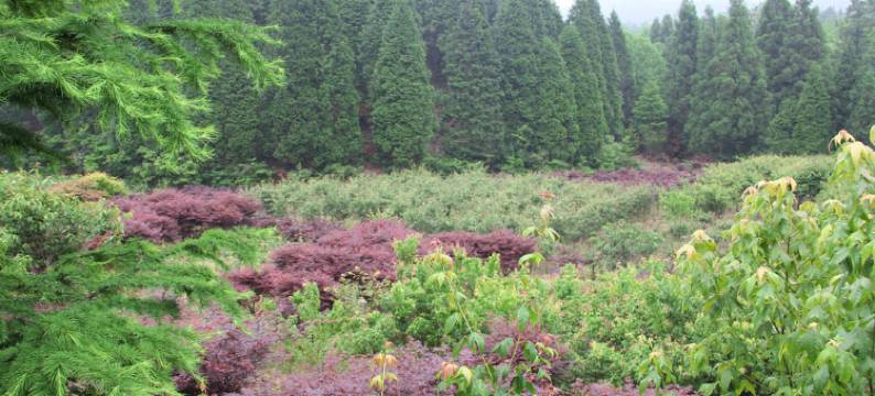 余姚四明山氧生居森林民宿图片