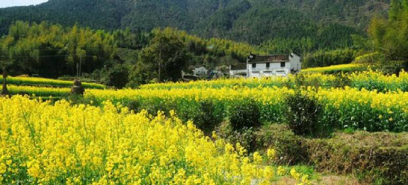 婺源庆源官厅人家客栈图片