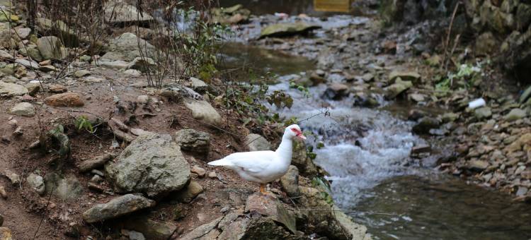 遂昌田园小舍图片
